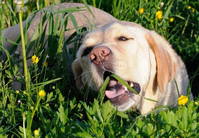 Почему собаки едят траву (пырей или осоку)? собака может поедать много травы для стимуляции рвоты