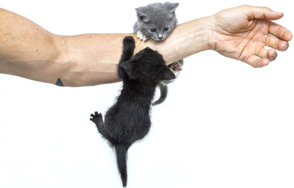 Как отучить котенка кусаться и царапаться, почему кошки нападают на руки и ноги, когда их гладишь