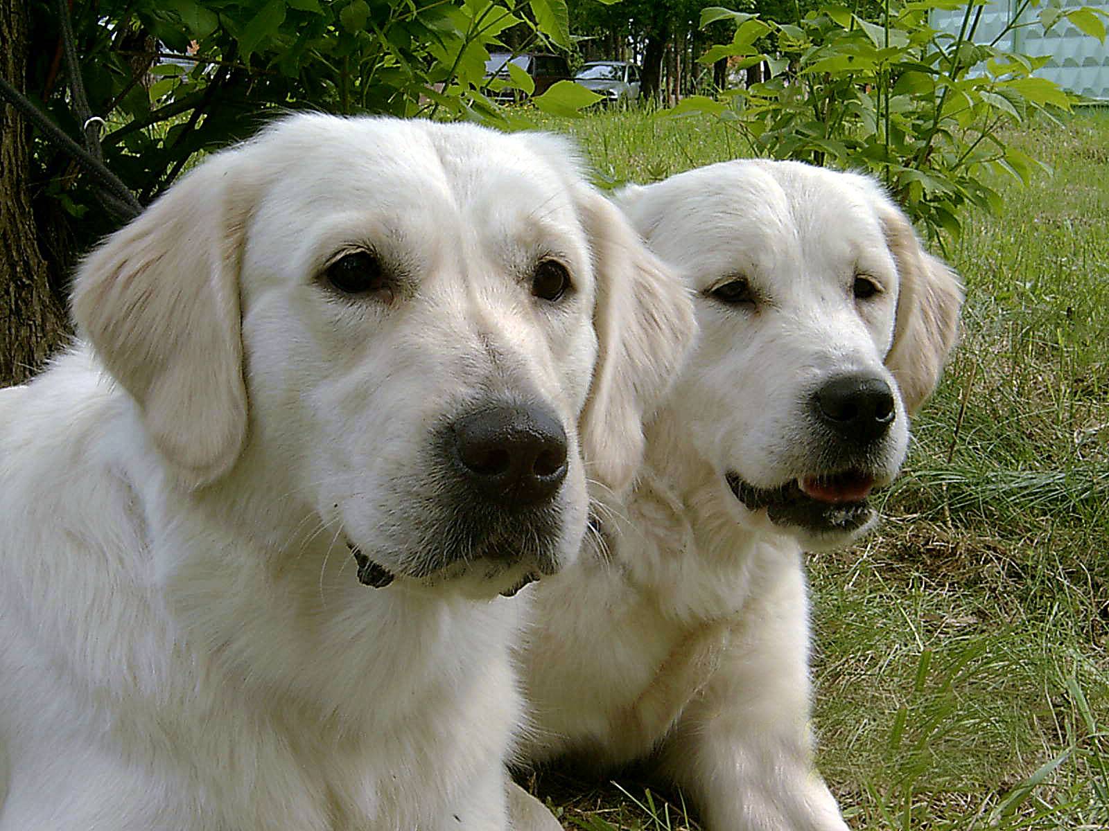 Ретривер и лабрадор: в чем разница и чем отличаются собаки, как выглядят на фото и каким характером обладают