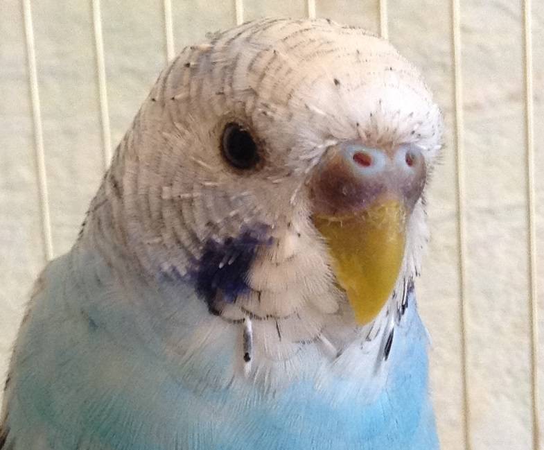 Очинный клещ: фото зараженного волнистого попугая, симптомы, как лечить и методы профилактики