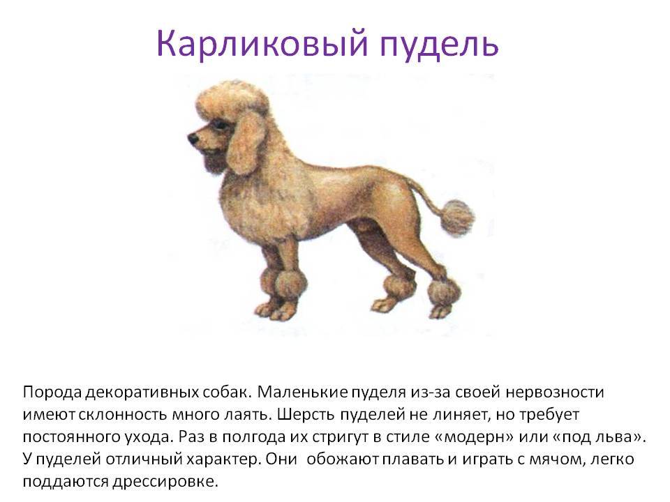 Пудель: фото, описание породы и виды собак по размерам
пудель: фото, описание породы и виды собак по размерам