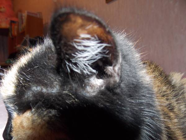 Почему кошка прижимает уши: наблюдаем и изучаем поведение питомца