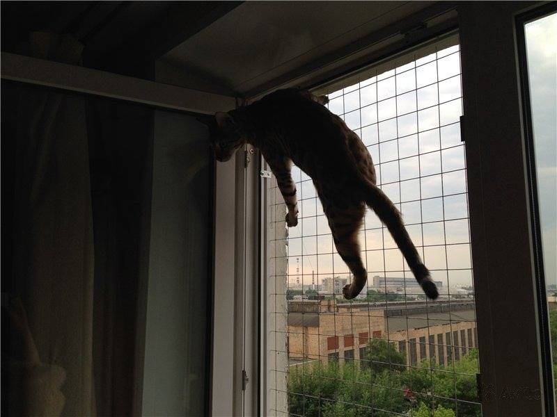 Какие сетки и решетки на окна используются для защиты кошек