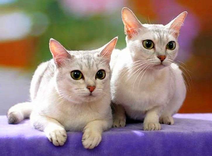 Бурмилла кошка: стандарт породы, описание, характер, содержание