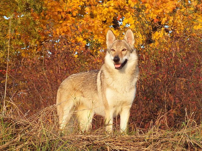 Чешский волчак. история породы. описание породы, уход, пороки ⋆ собакапедия