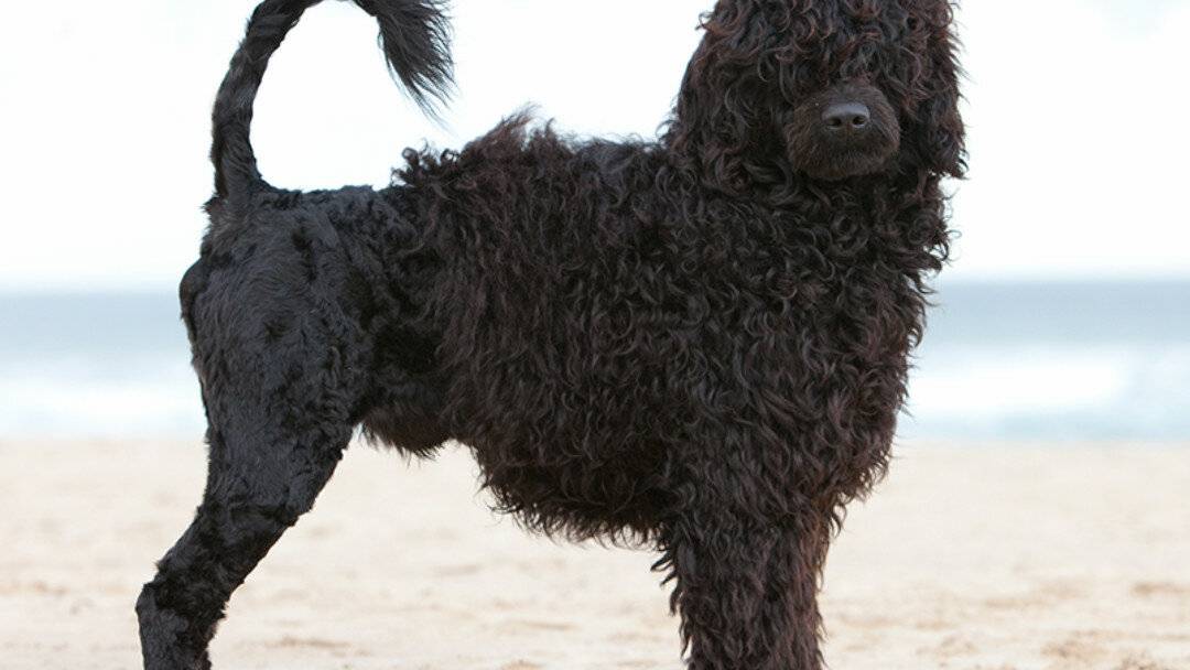 Португальская водяная собака — описание породы собак
