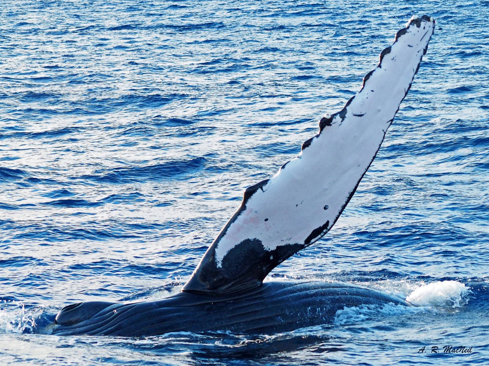 Горбач (горбатый кит)