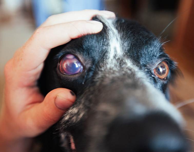 У собаки гноятся глаза. в чём проблема, и как это лечить?