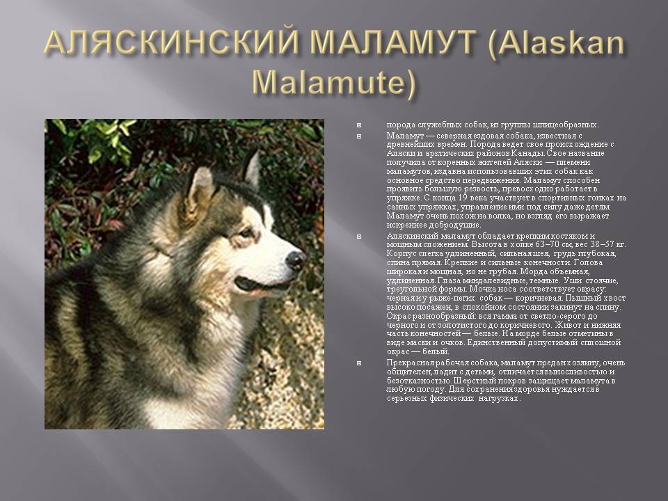 Аляскинский маламут - 78 фото прирожденного короля севера