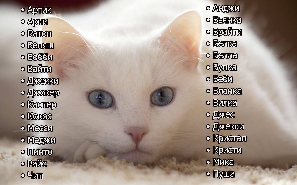 Как подбирать имена для кошек: советы по выбору кличек, интересные варианты - kot-pes