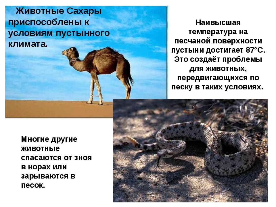 Какие животные живут в пустыне россии: мелкие и крупные виды, описание и особенности | tvercult.ru