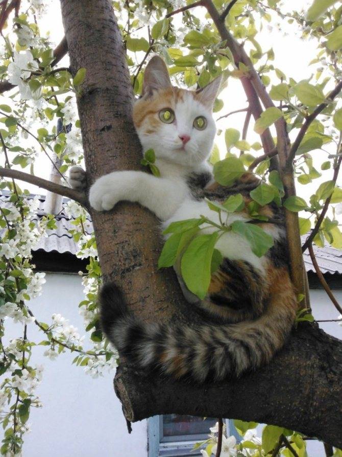Как снять кошку с дерева: что делать, методы спасения