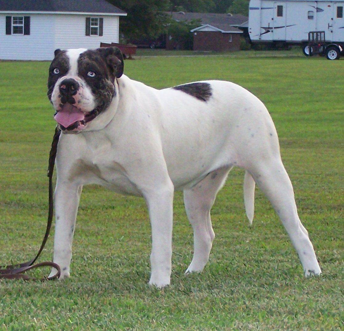 Алапахский чистокровный бульдог (отто) — фото, описание породы, особенности собаки