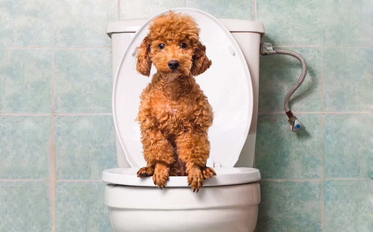 Почему собака перестала ходить в туалет