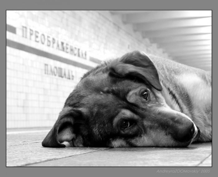 Могут ли собаки плакать: умеют ли, а также причины, почему у них текут слезы из глаз -  от эмоций и благодарности, во сне, от боли и грусти