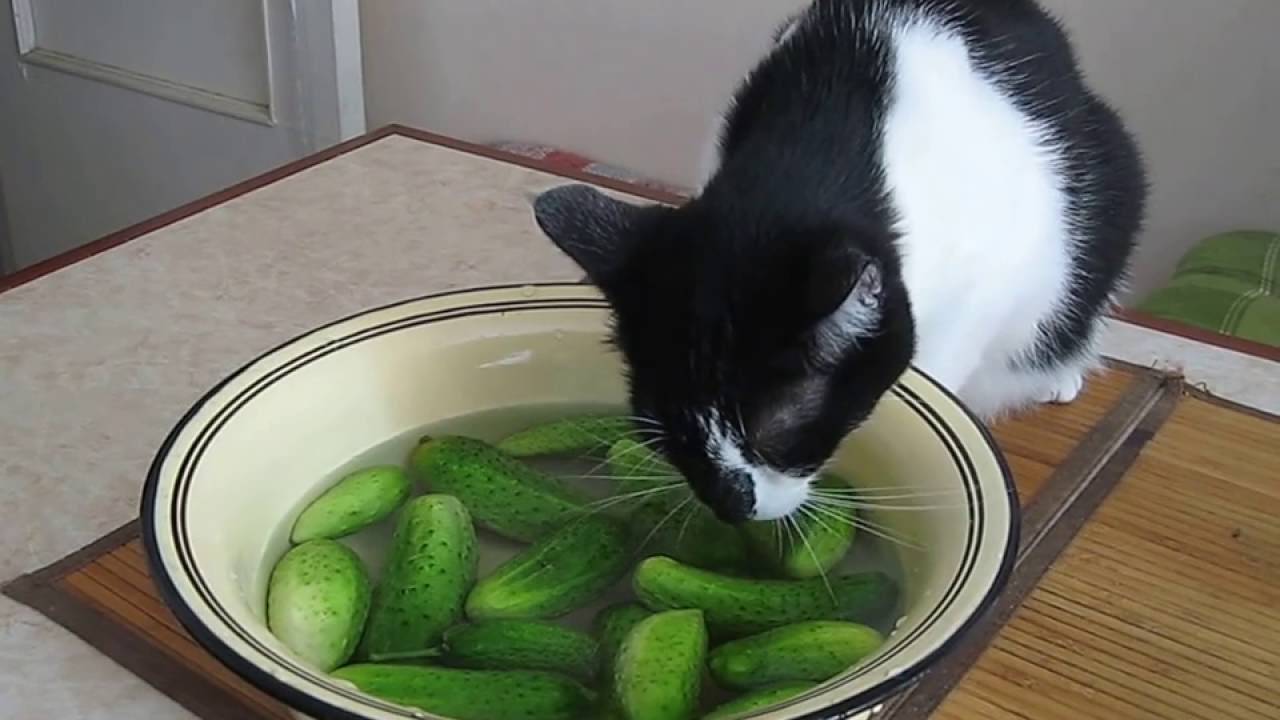 6 причин почему коты боятся огурцов и воды: почему, зачем пугать кота огурцами