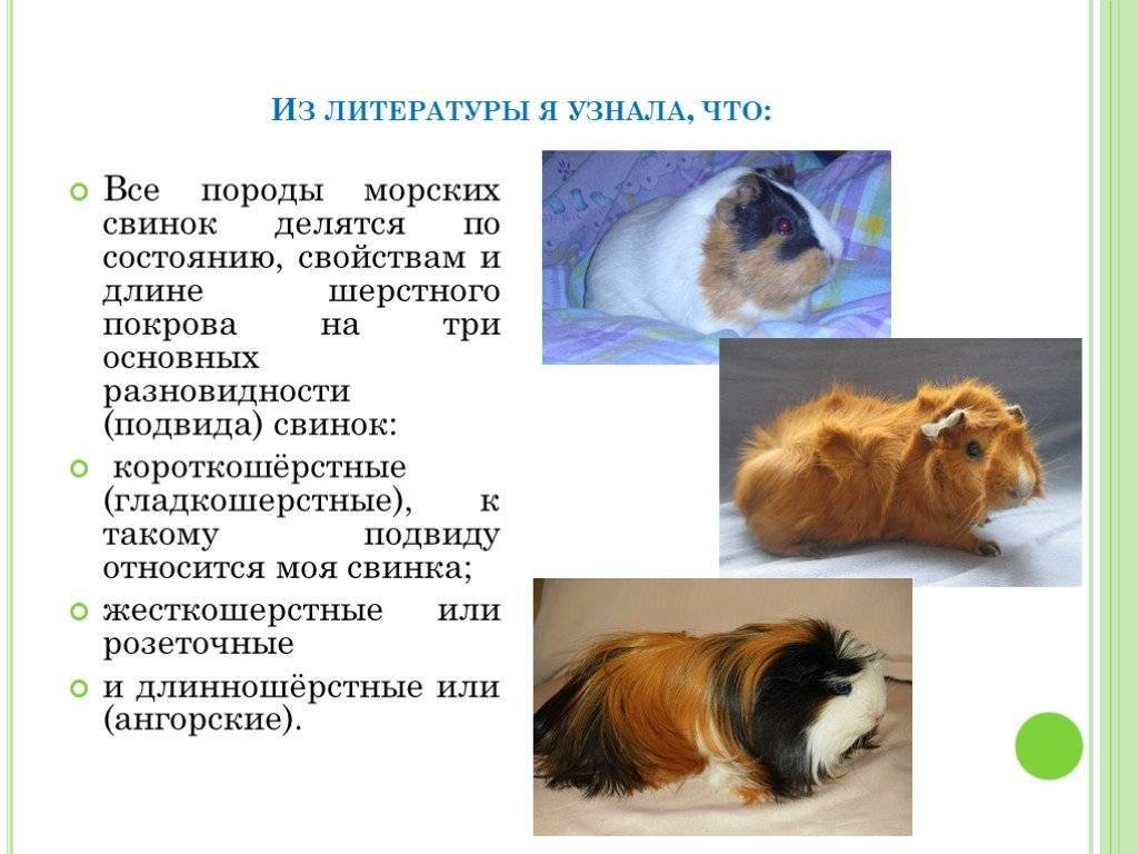 ᐉ как определить возраст морской свинки в домашних условиях по признакам - zoopalitra-spb.ru