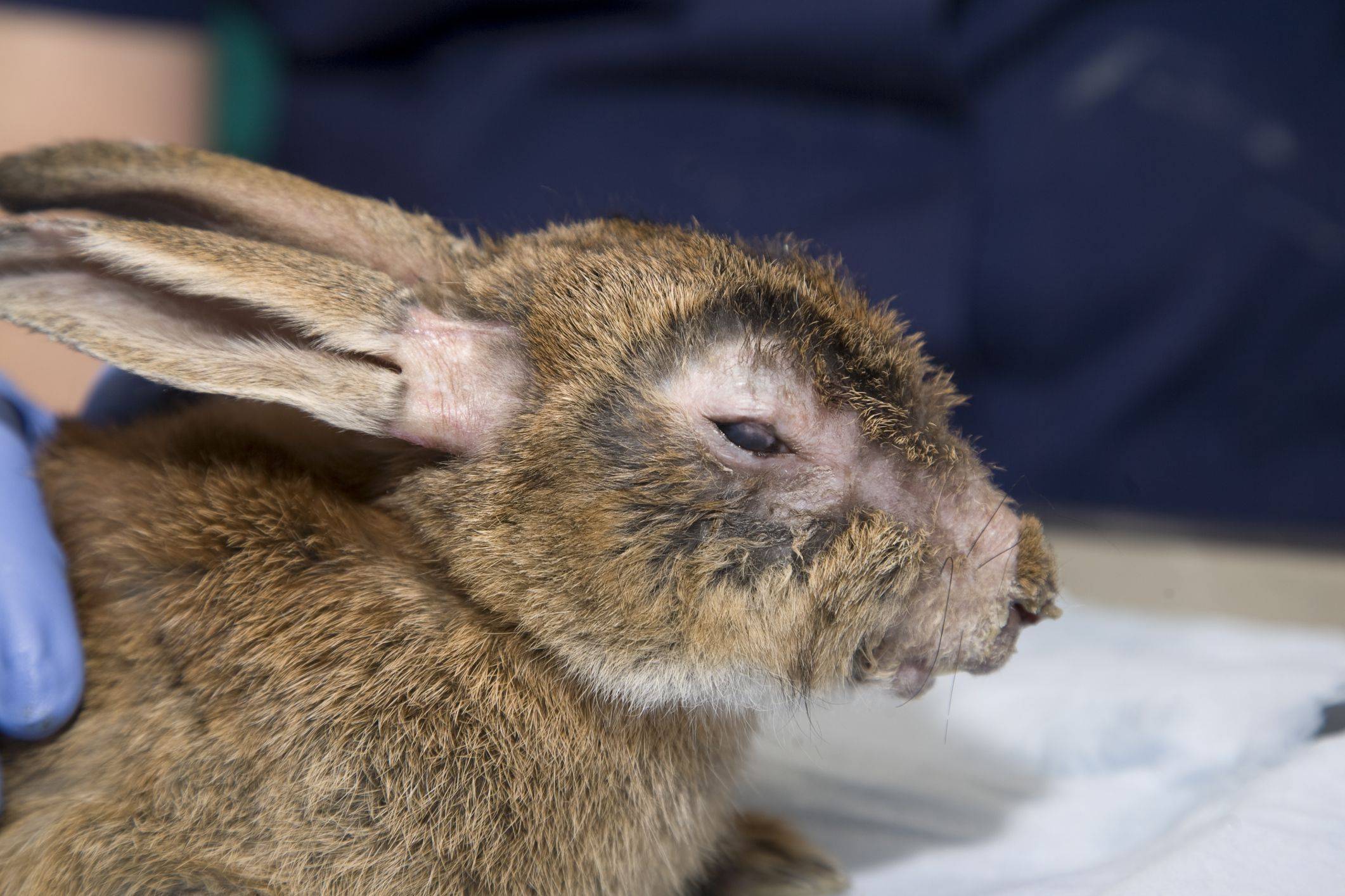 Геморрагическая болезнь кроликов: вгбк симптомы и лечение