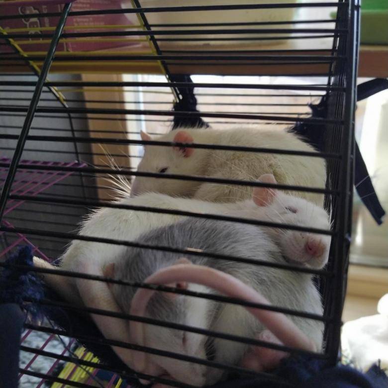 Плюсы и минусы домашних крыс: стоит ли заводить животное дома, содержание декоративных зверьков в квартире