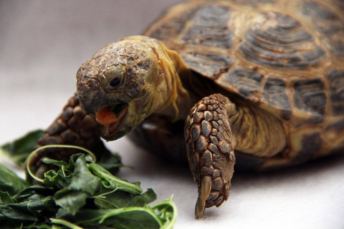 Что едят сухопутные черепахи в домашних условиях? чем кормить в домашних условиях сухопутную черепаху