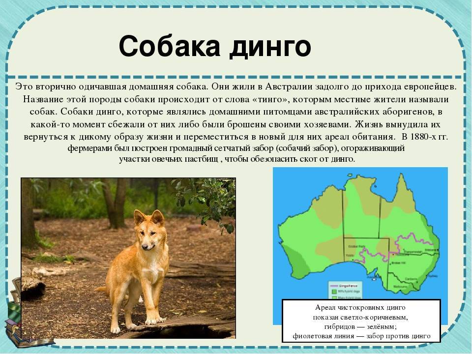 Собаки » породы » австралийский динго