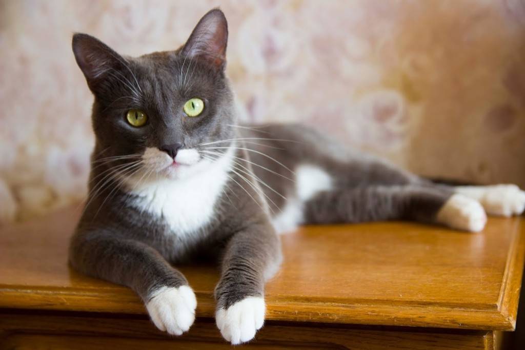 Чёрный окрас кошек: стандарты и особенности, породы с описанием, фото котят