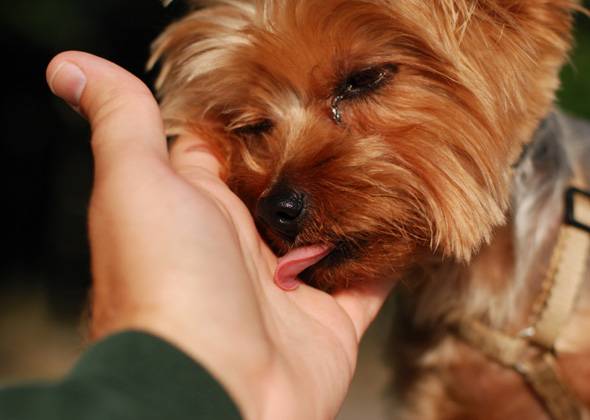 Учащенное дыхание у собак: причины и их объяснения