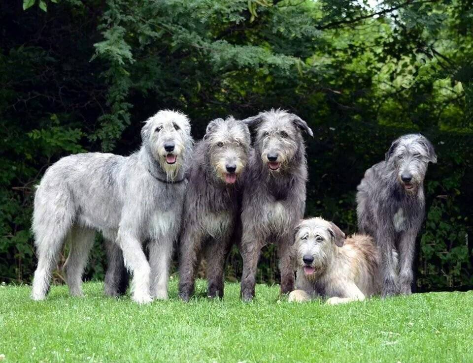 Порода собак ирландский волкодав и ее характеристики с фото
