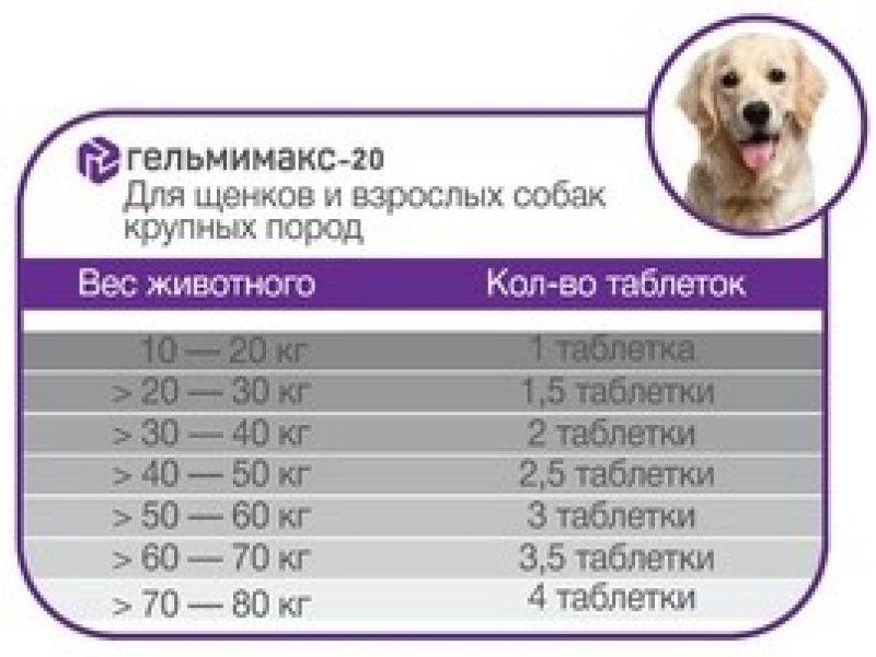 Лучшие ошейники для собак, топ-10 рейтинг лучших ошейников