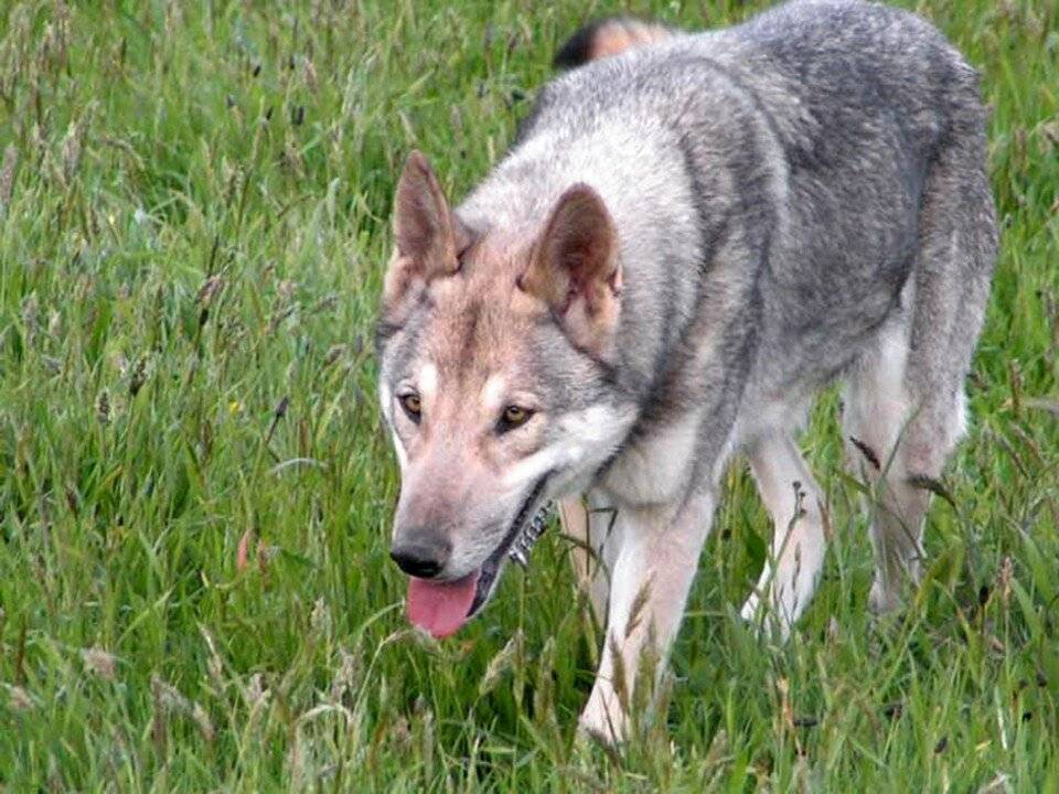Собаки похожие на волков — обзор пород с фото и названиями