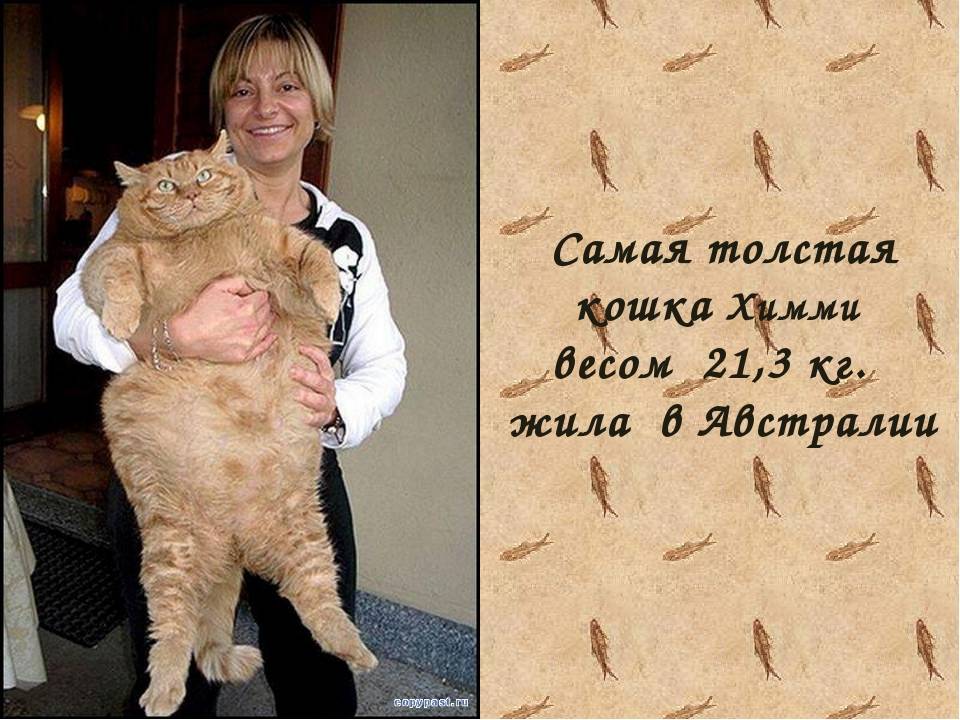 Книга рекордов котов. Самый толстый кот. Самый толстый Кок в мире.
