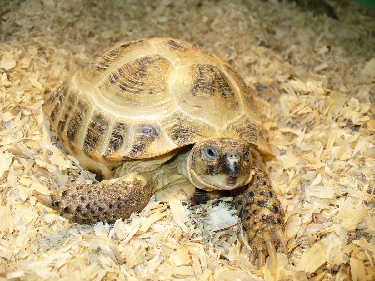 Особенности ухода и содержания среднеазиатской черепахи в домашних условиях
