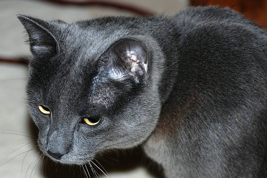 Шартрез кошка – описание породы, как выглядит