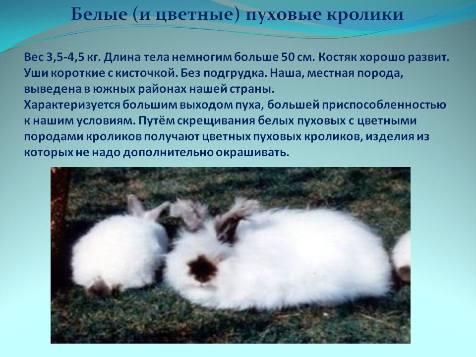Ангорские кролики: интересные факты, описание породы (английские, французские), уход, сколько живе, разведение, как стригут шерсть