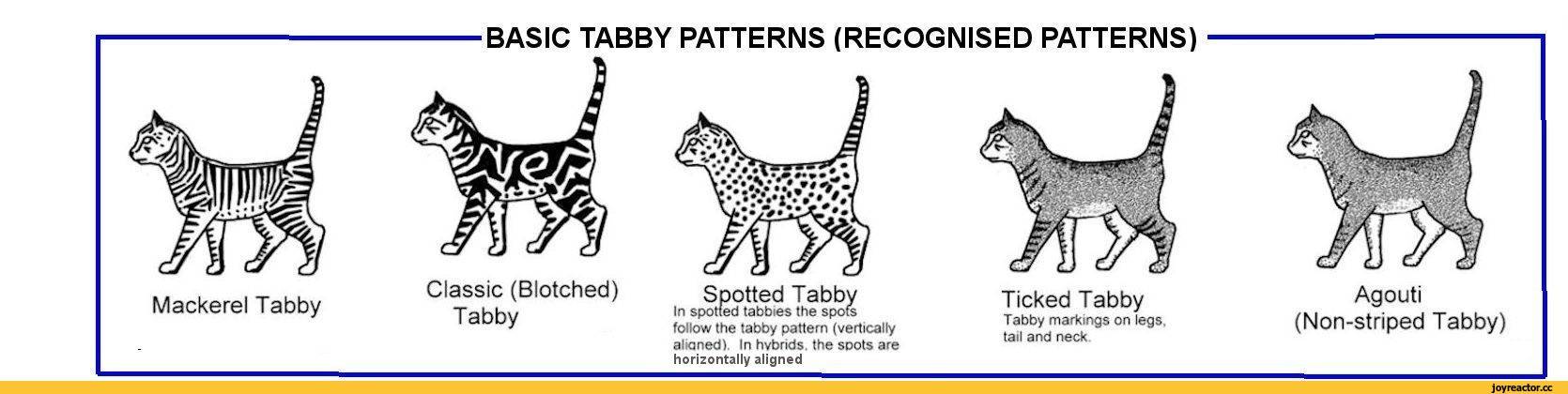 Окрас табби: виды, стандарты и особенности, породы кошек с описанием, фото