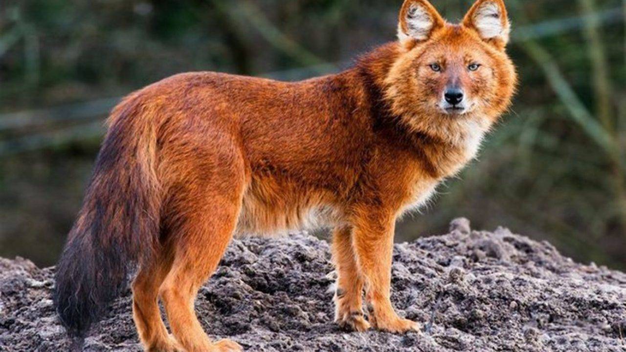 Красный волк – необычный житель байкала - интересные факты о байкале