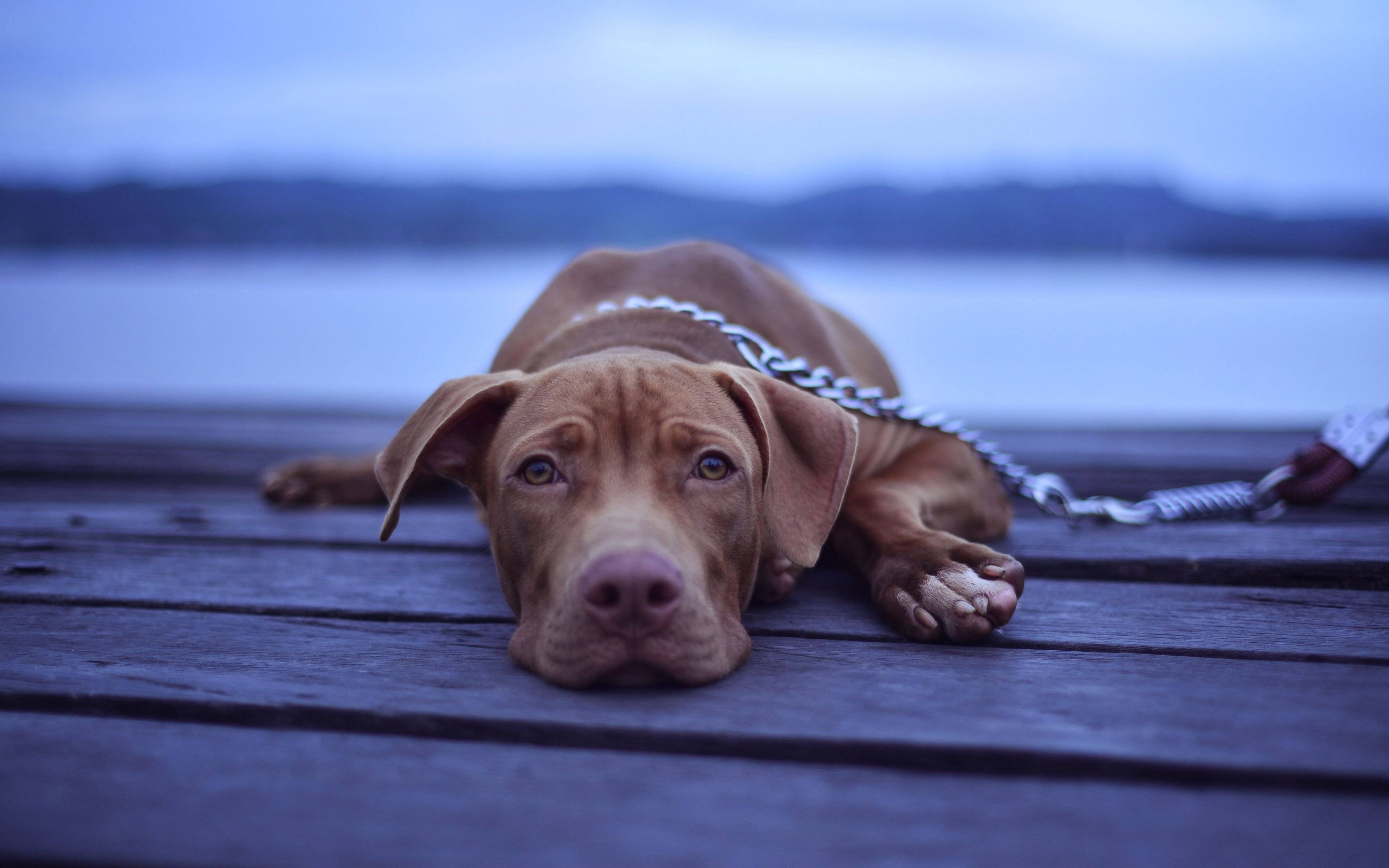 Собачья депрессия. что делать, когда ваша собака грустит | ваши питомцы
