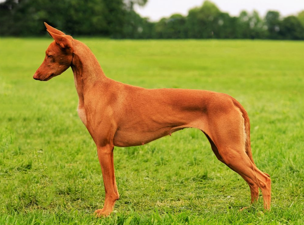 Экслюзивная и редкая порода собак чирнеко дель этна