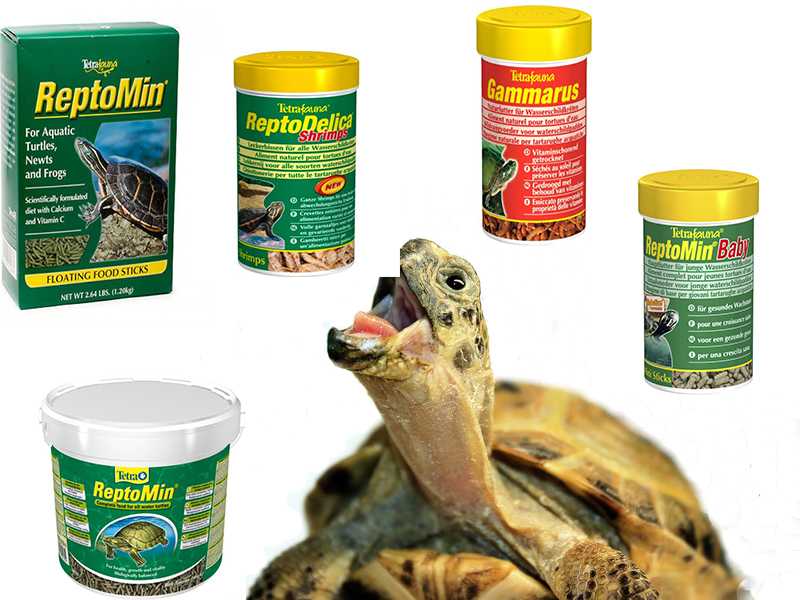Какие витамины нужно давать черепахам в домашних условиях