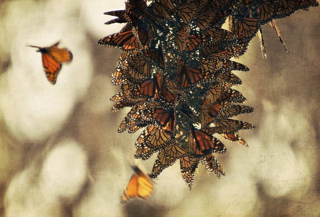 Бабочка монарх | мир чудес