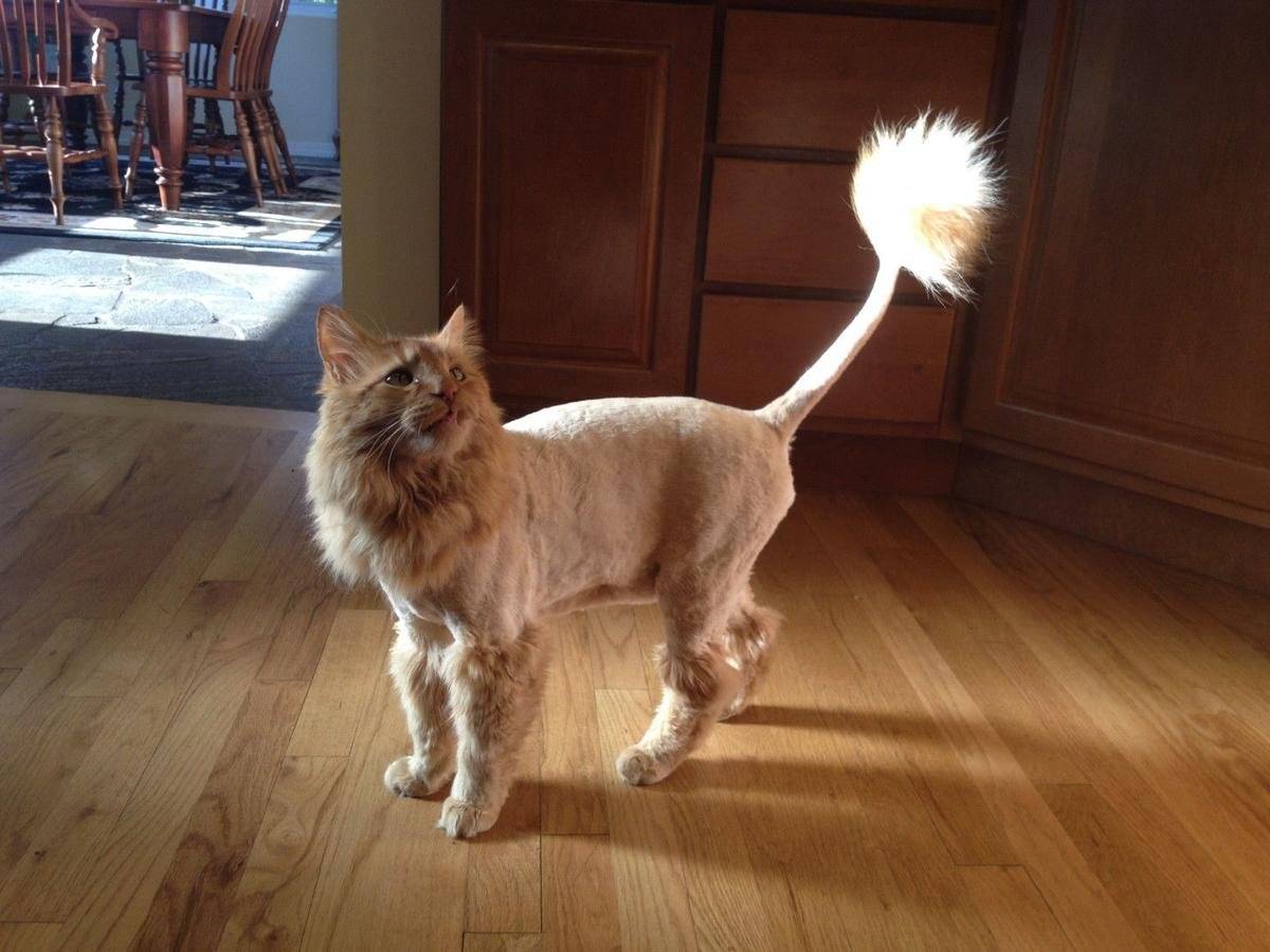 Стрижка котов: как подстригать котов дома? виды стрижек для кошек