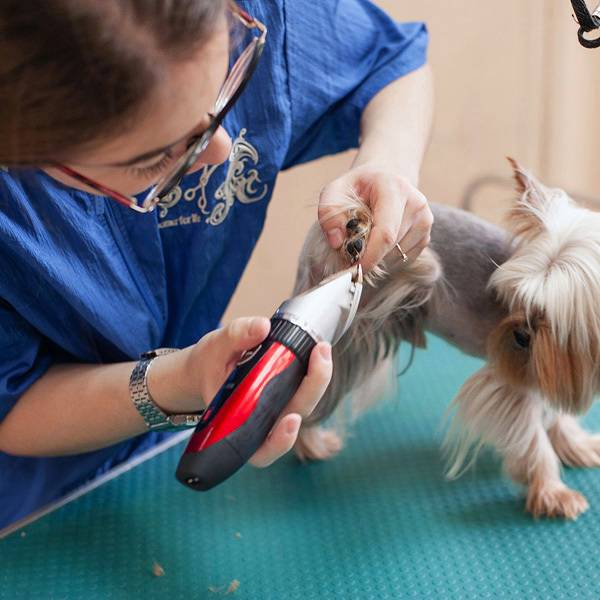 Как подстричь собаку в домашних условиях: ножницами, машинкой, как это сделать правильно