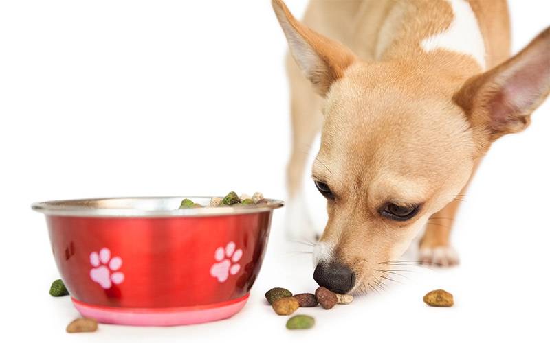 Как и чем кормить щенка чихуахуа: советы и рекомендации экспертов | ваши питомцы