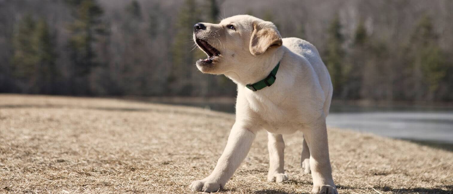 Dog speak. Лабрадор лает. Лай собак лабрадоров. Лабрадор гавкает. Собаки лабрадоры лают.