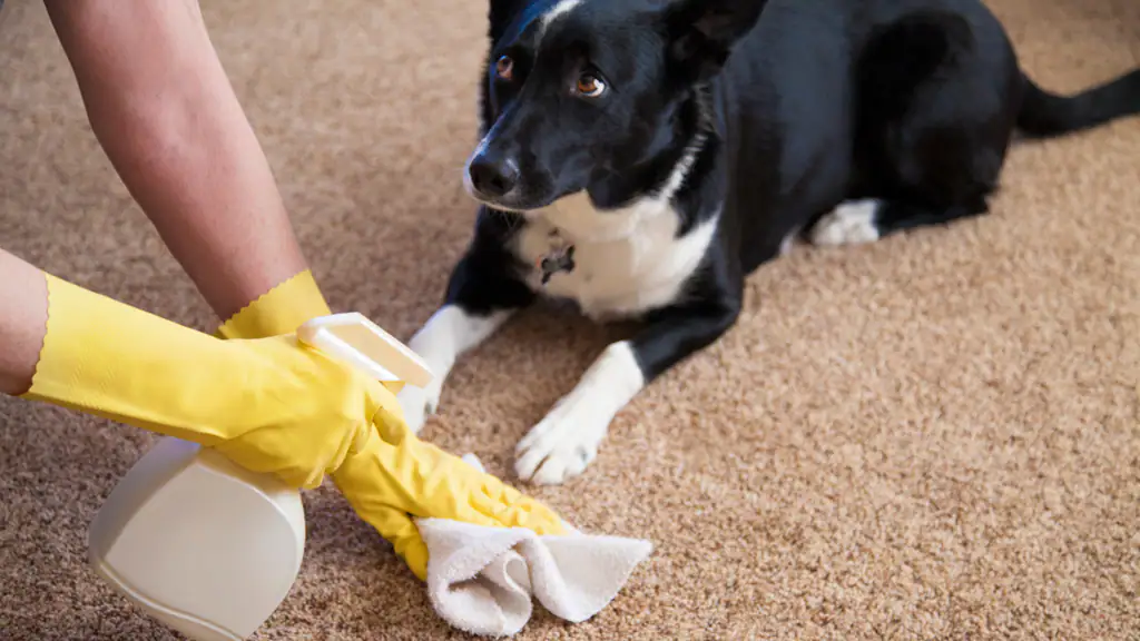 Как вывести запах собаки из квартиры – 33 способа избавиться от запаха псины