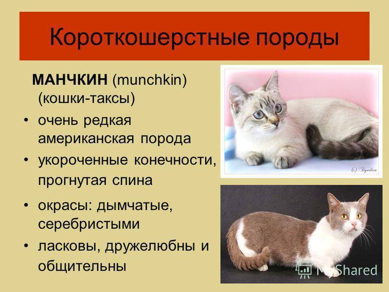 Анатолийская кошка (турецкая короткошерстная) - кот в доме