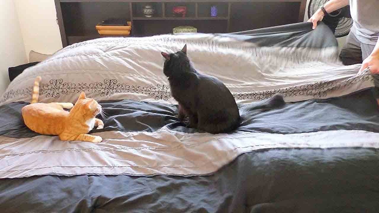 Кот гадит на кровать: что это значит, приметы