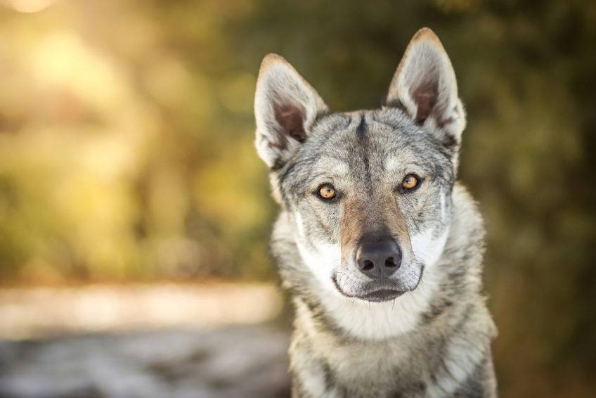 Чехословацкий влчак — описание породы и характер собаки