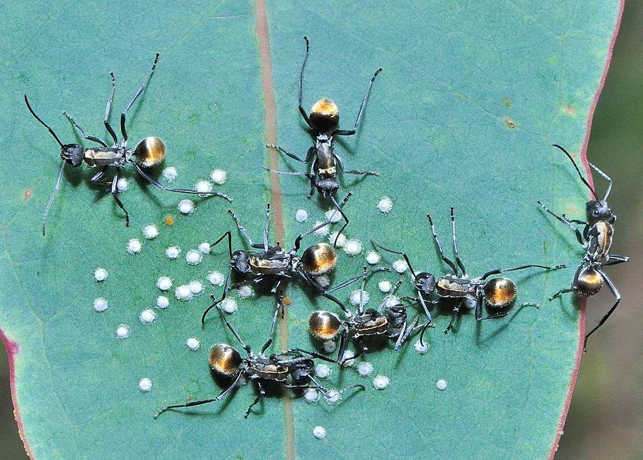 Род polyrhachis — муравьи-ткачи