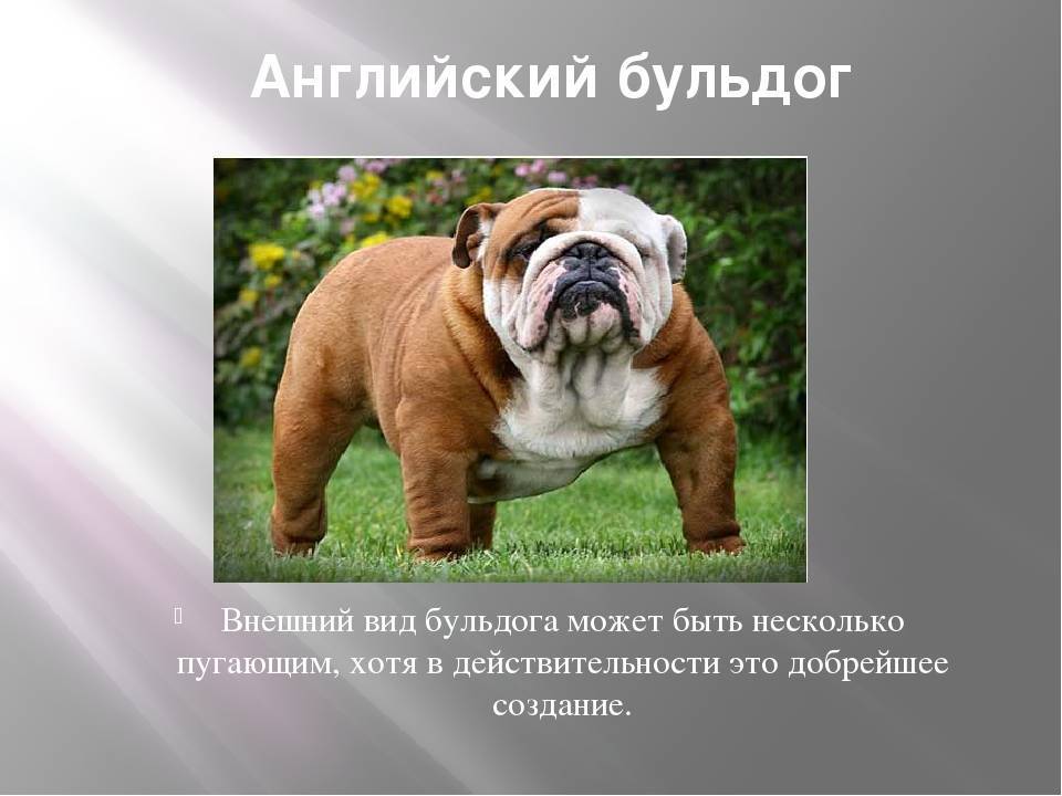 Разновидности бульдогов — фото и названия видов пород собак с описанием